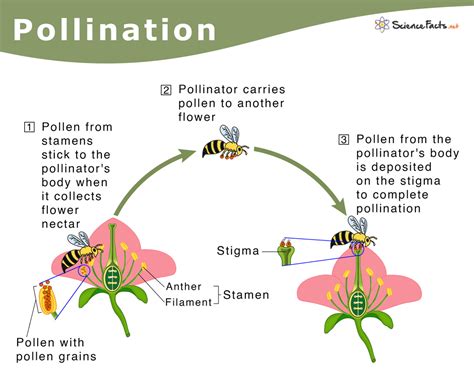 pollination meaning in bengali|pollination of flower definition.